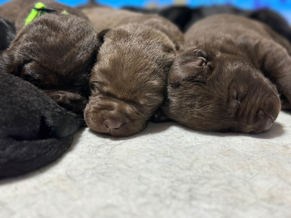 Labrador Retriever Puppies breeder image 9