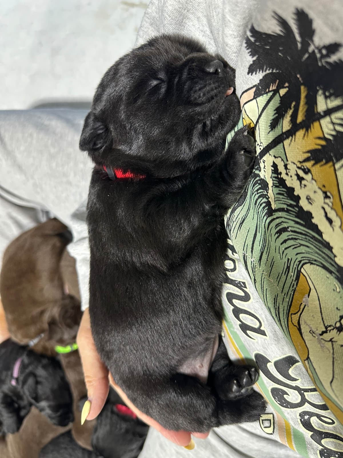 Labrador Retriever Puppies breeder image 10