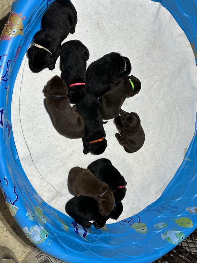 Labrador Retriever Puppies media 6