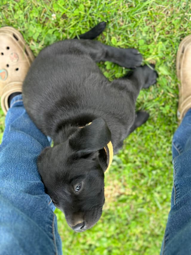 Labrador Retriever Puppies media 7