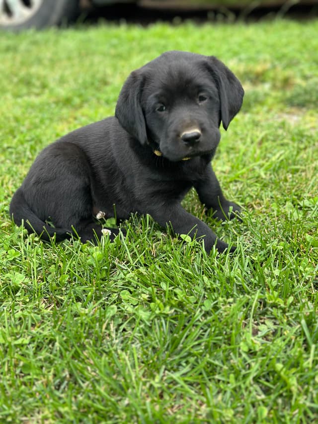 Labrador Retriever Puppies media 8