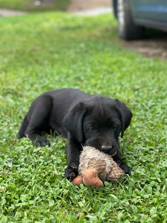 Labrador Retriever Puppies media 9