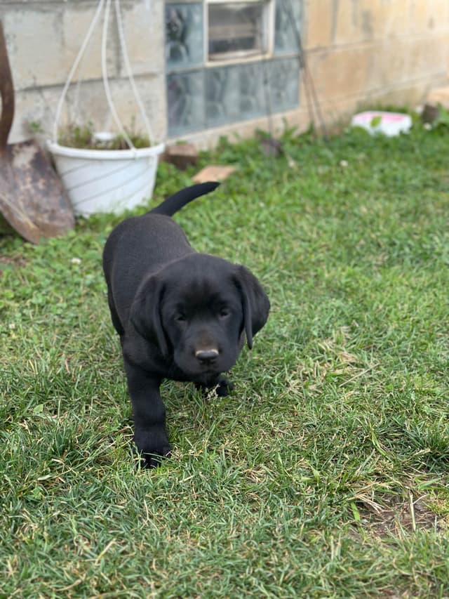 Labrador Retriever Puppies media 10