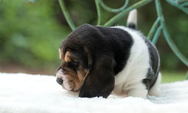 Basset Hound Puppies media 2