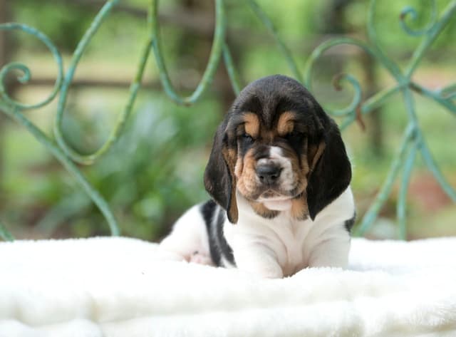 Basset Hound Puppies media 4