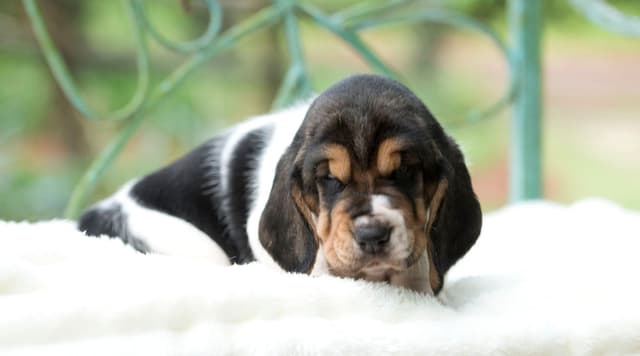 Basset Hound Puppies media 7