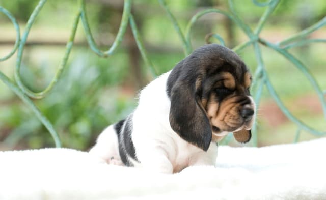 Basset Hound Puppies media 3