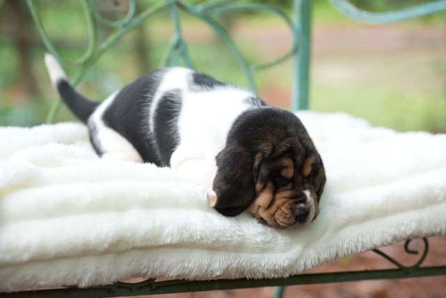 Basset Hound Puppies media 6