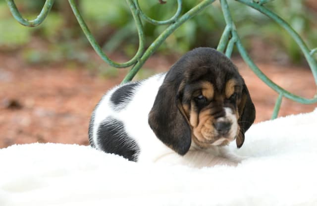 Basset Hound Puppies media 5