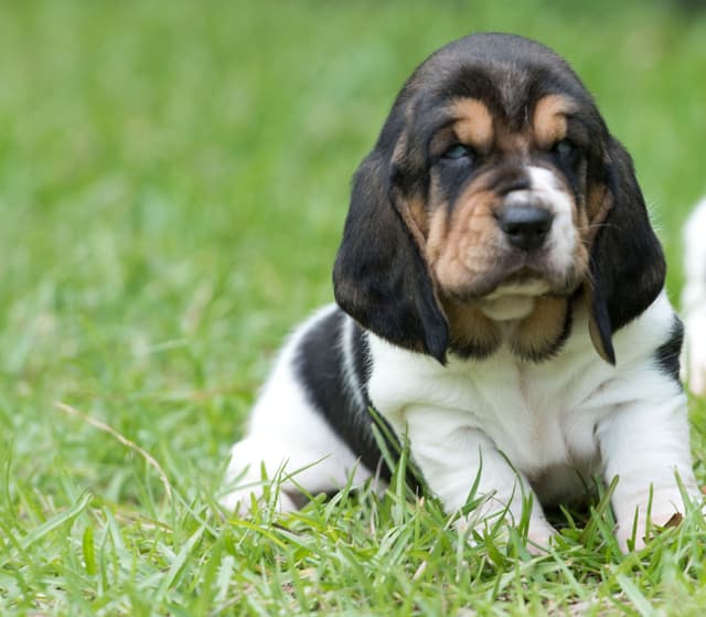 Basset Hound Puppies media 8