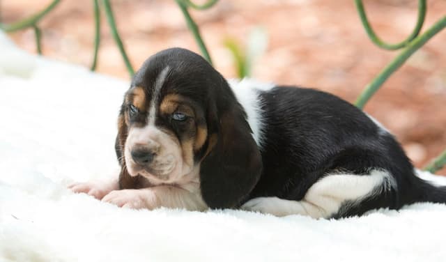 Basset Hound Puppies media 11