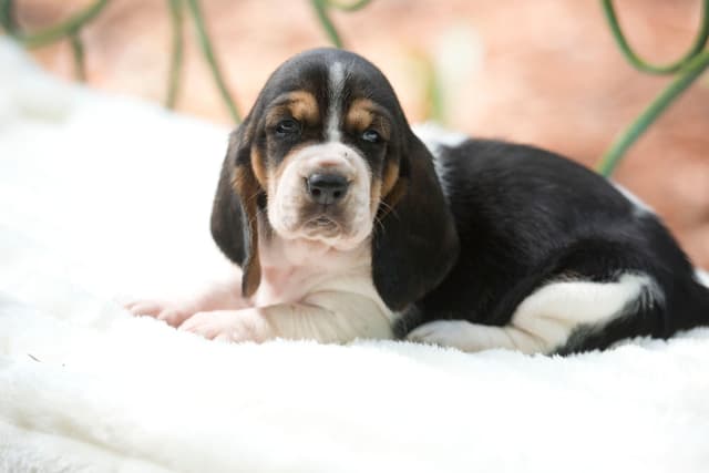 Basset Hound Puppies media 15
