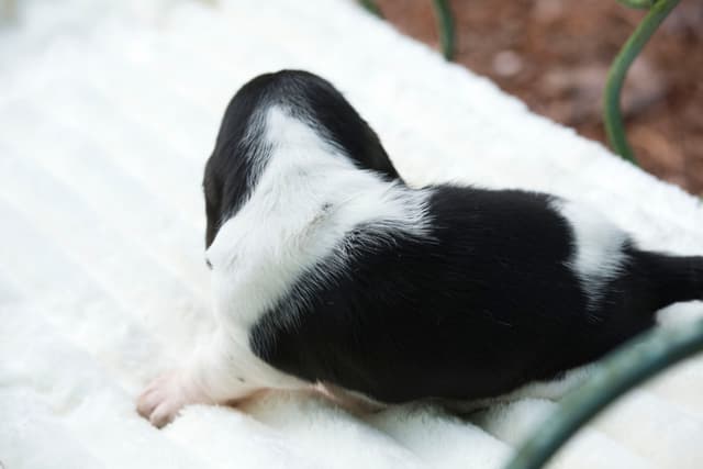 Basset Hound Puppies media 17
