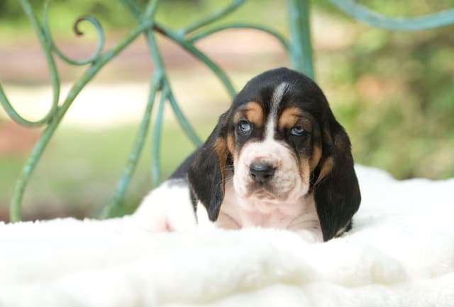 Basset Hound Puppies media 19