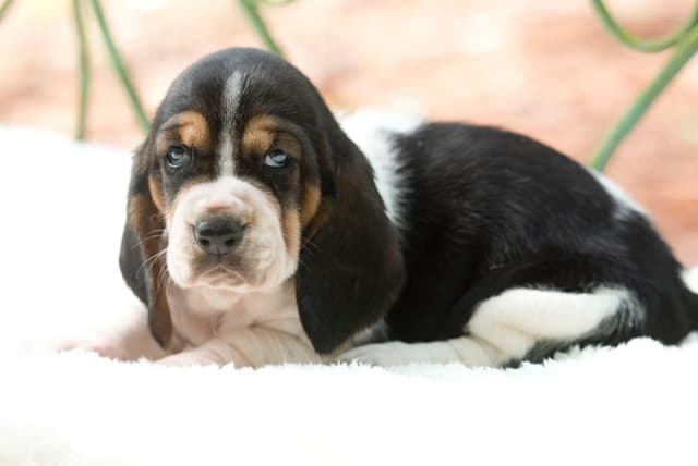 Basset Hound Puppies media 20