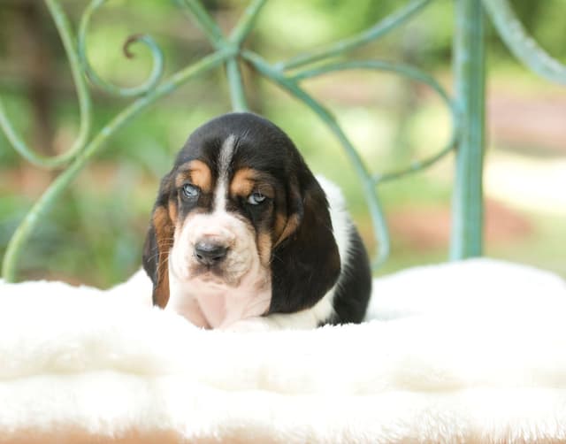 Basset Hound Puppies media 21