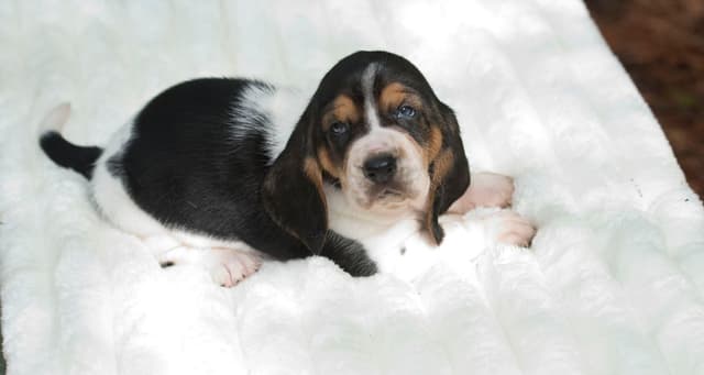 Basset Hound Puppies media 23