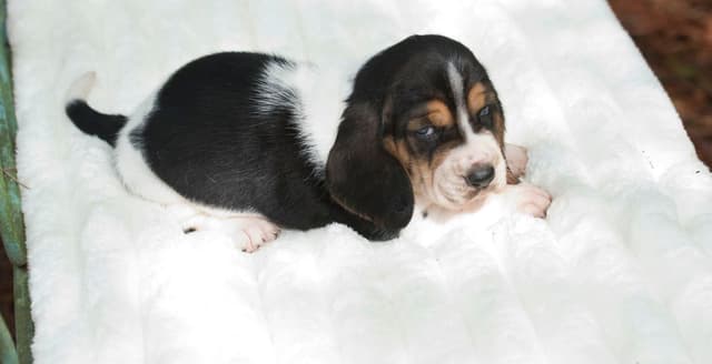 Basset Hound Puppies media 22