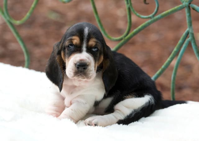 Basset Hound Puppies media 26