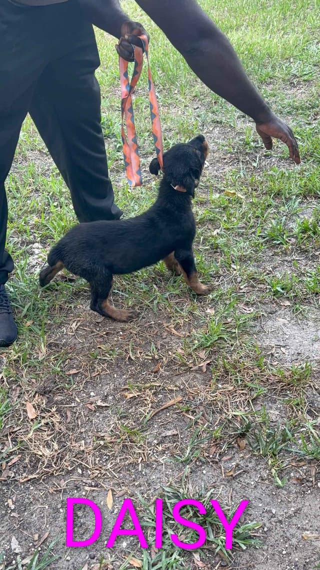 Rottweiler Puppies media 4