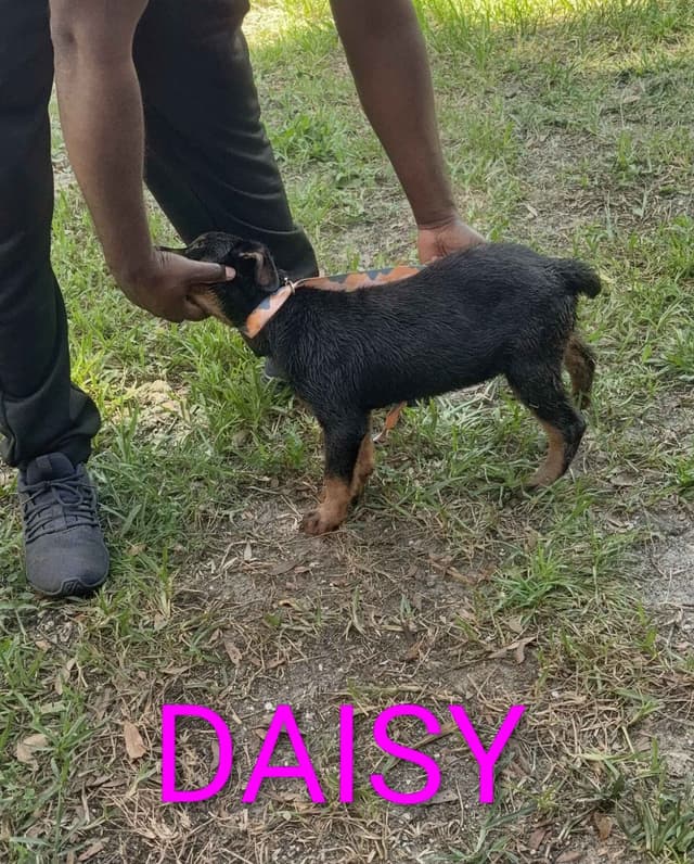 Rottweiler Puppies media 2
