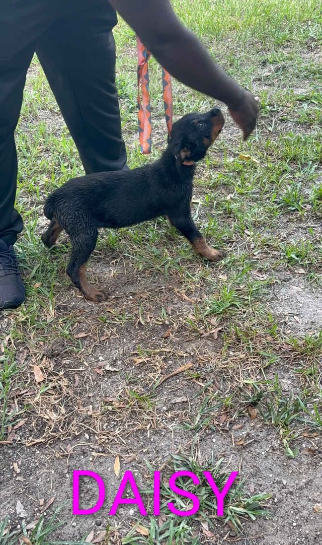 Rottweiler Puppies media 3