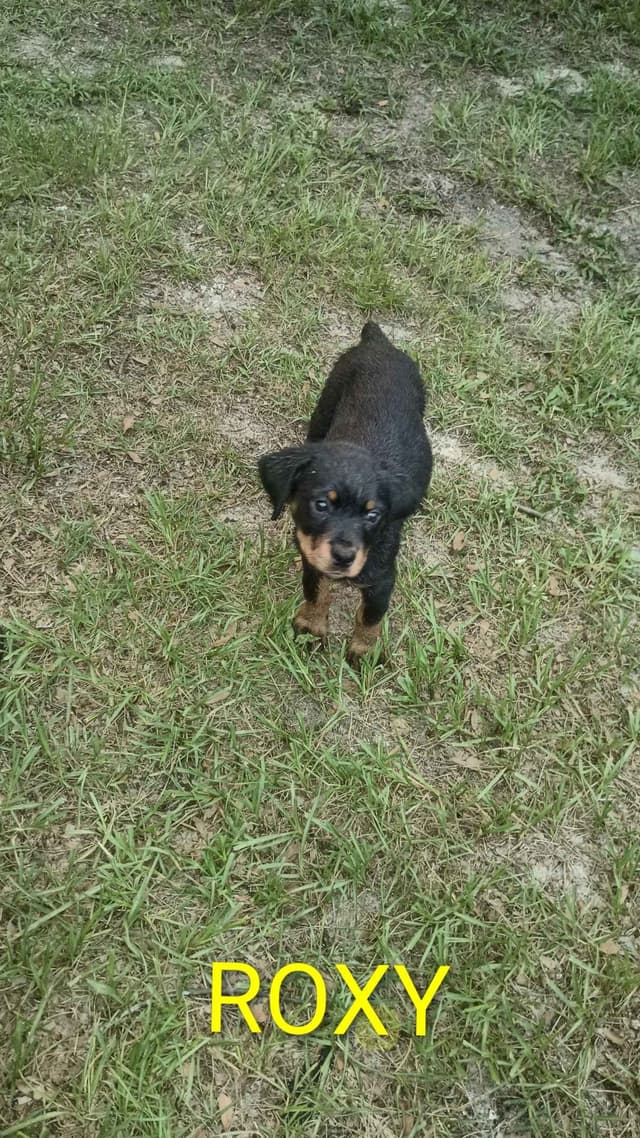 Rottweiler Puppies media 5