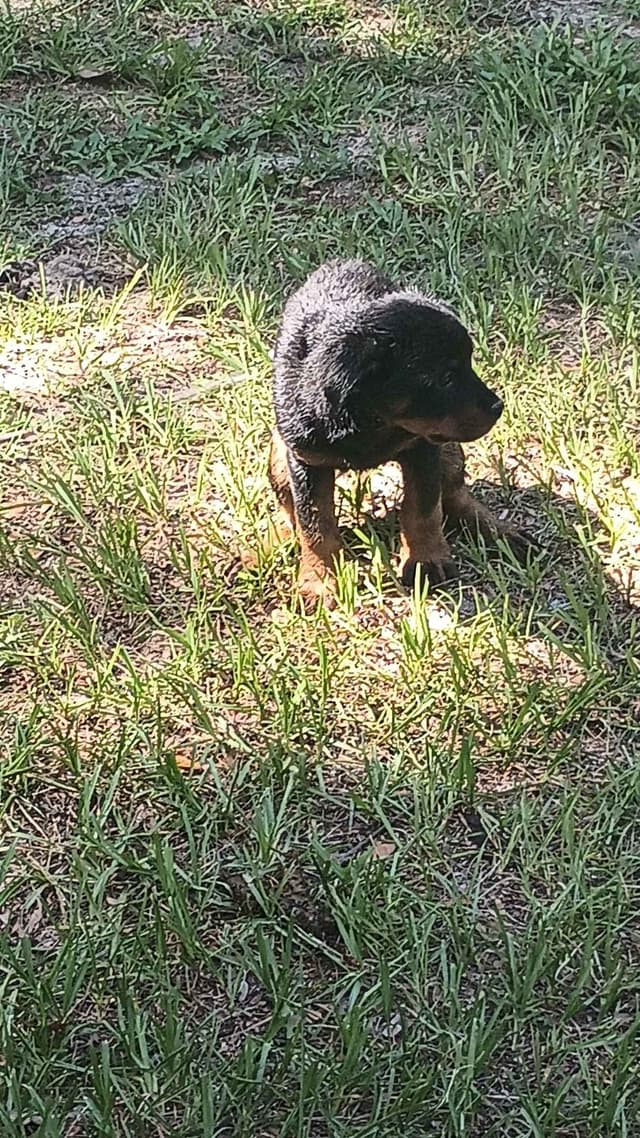 Rottweiler Puppies media 6