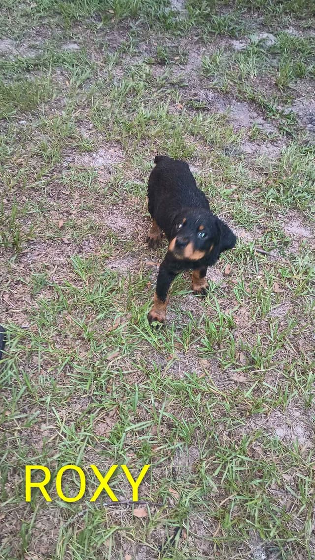 Rottweiler Puppies media 7
