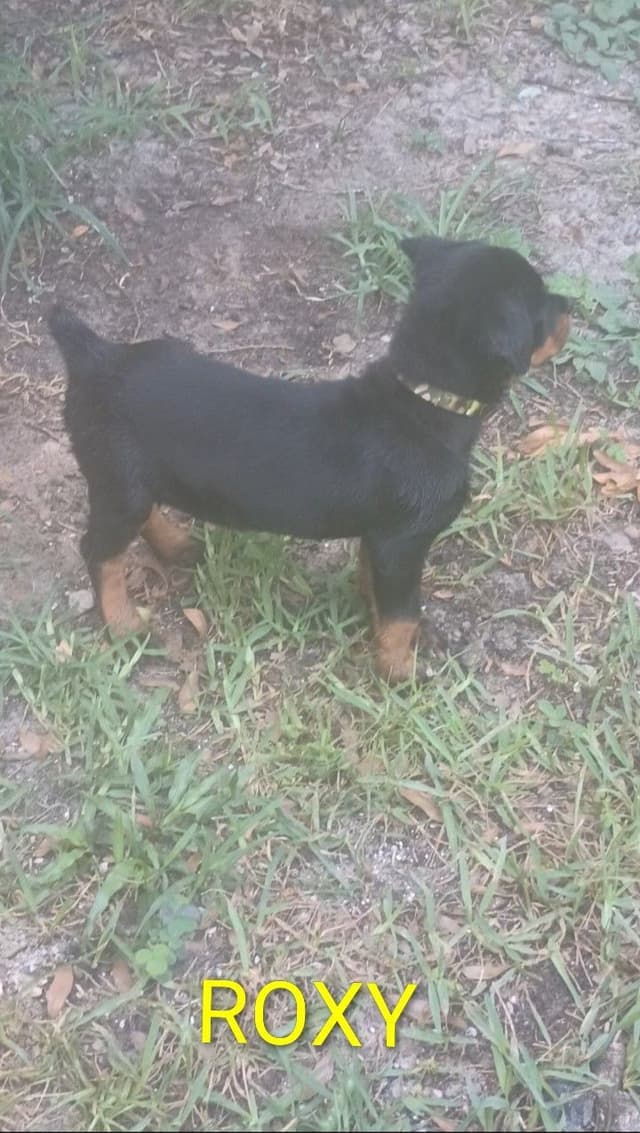 Rottweiler Puppies media 8