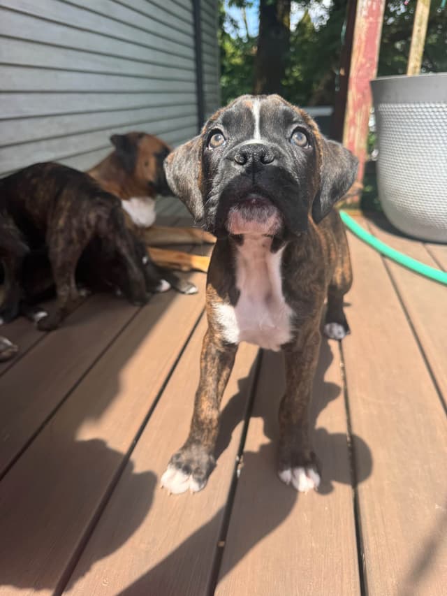 Boxer Puppies media 6