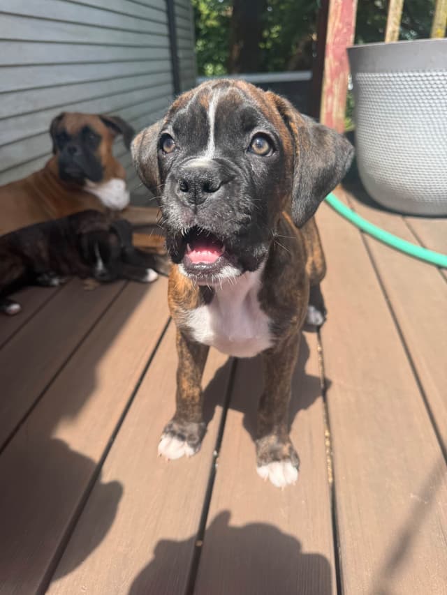 Boxer Puppies media 8