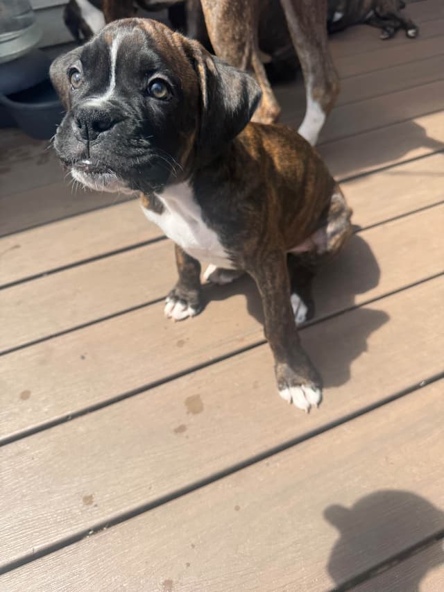 Boxer Puppies media 7