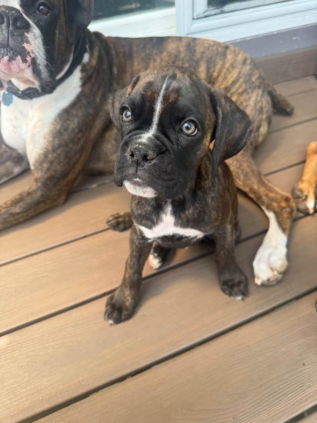 Boxer Puppies media 10