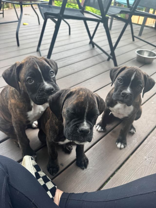 Boxer Puppies media 3