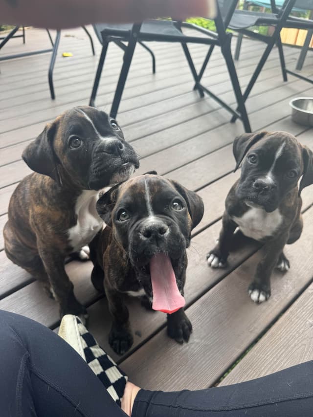 Boxer Puppies media 2