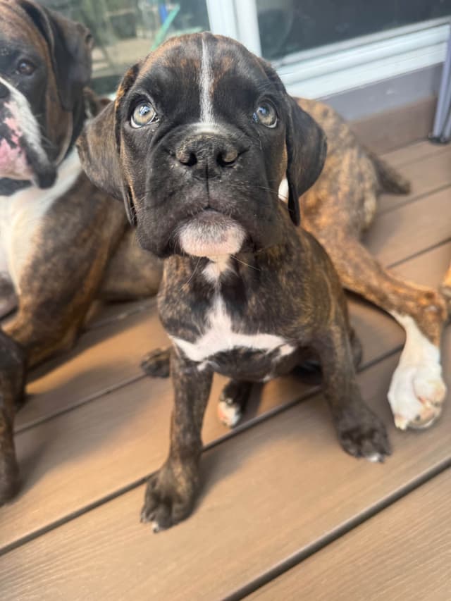Boxer Puppies media 11