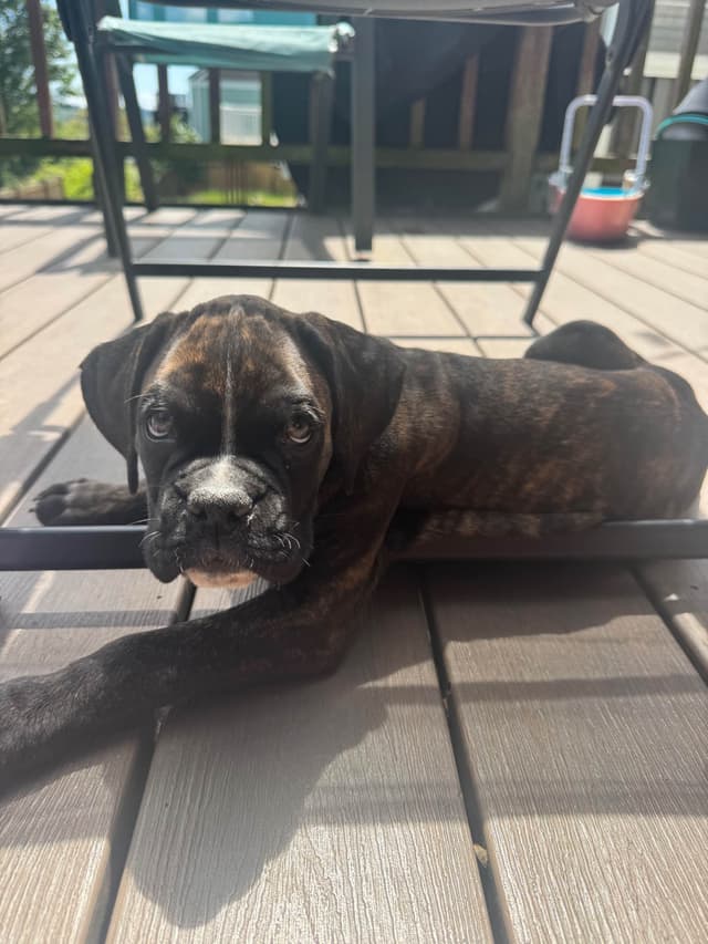 Boxer Puppies media 13