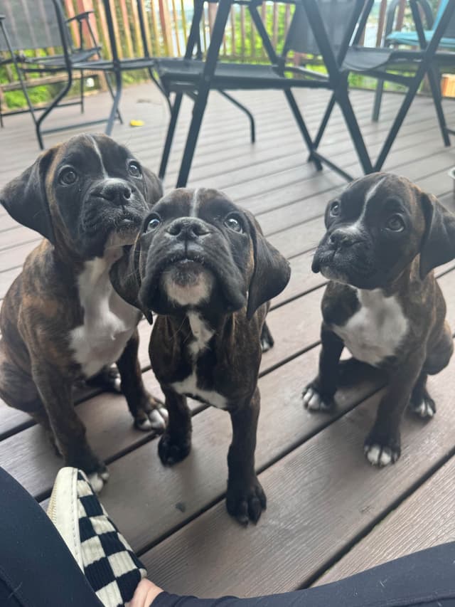 Boxer Puppies media 4