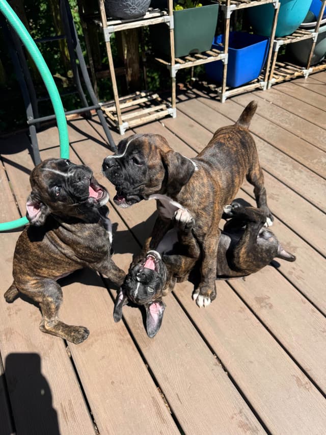 Boxer Puppies media 5