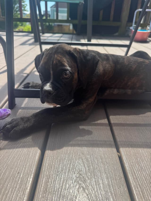 Boxer Puppies media 12