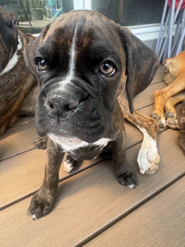 Boxer Puppies media 14