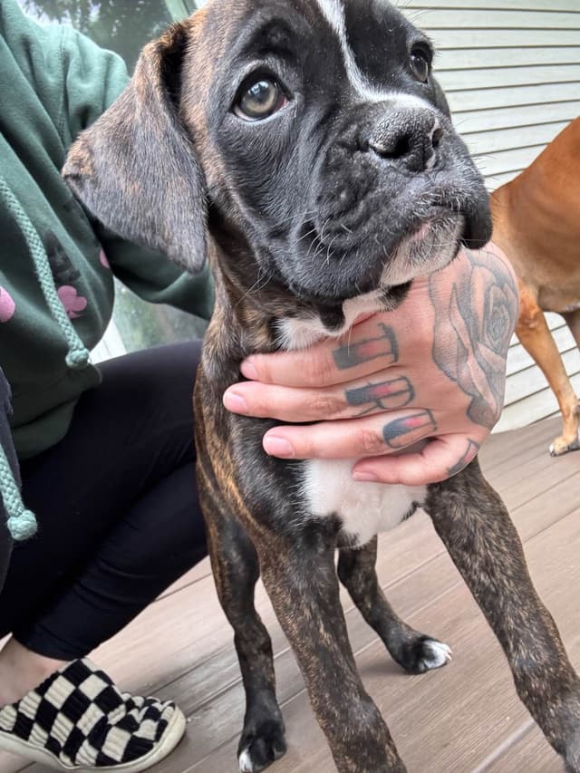 Boxer Puppies media 15