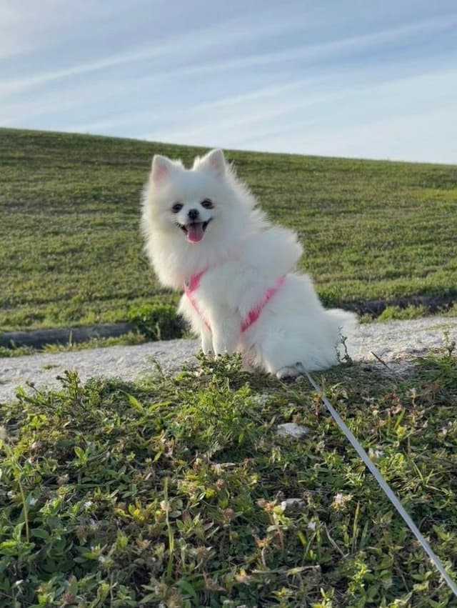 Pomeranian Puppies media 5