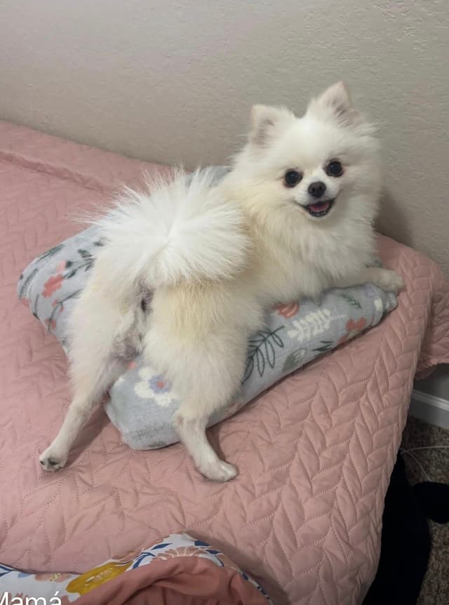 Pomeranian Puppies media 6