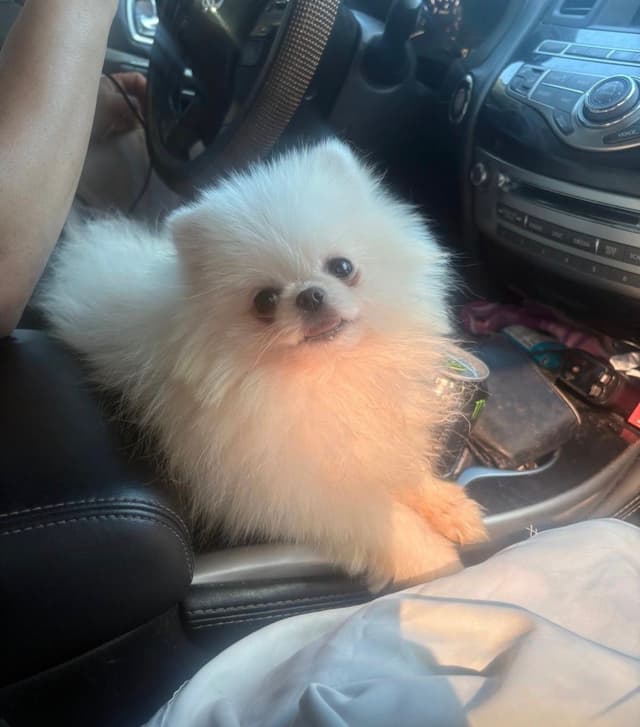 Pomeranian Puppies media 7