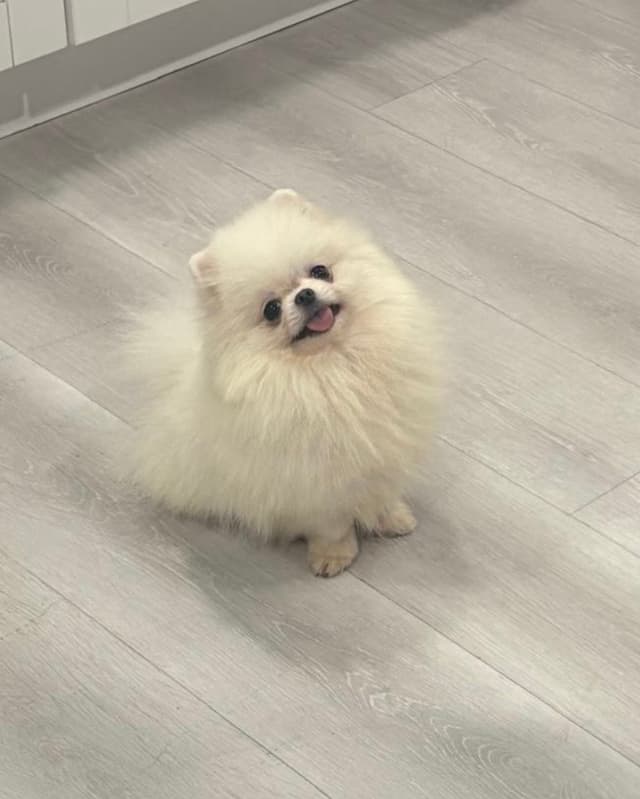 Pomeranian Puppies media 8