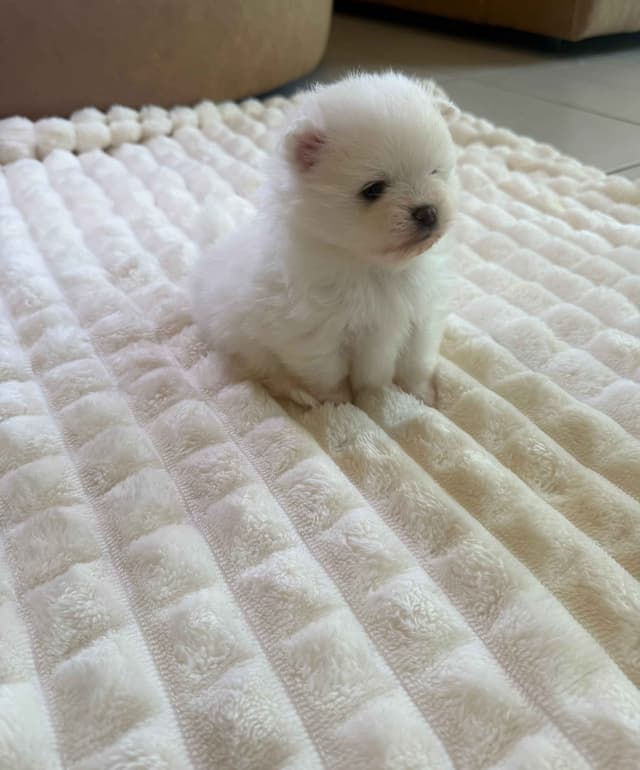 Pomeranian Puppies media 4