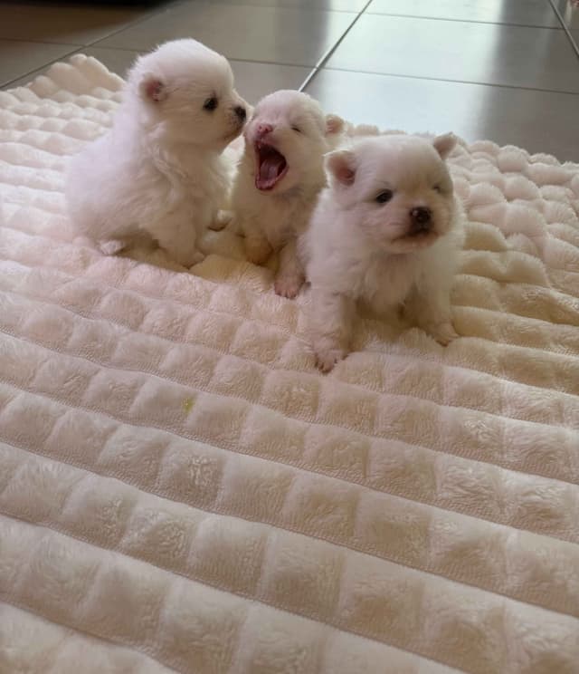 Pomeranian Puppies media 3