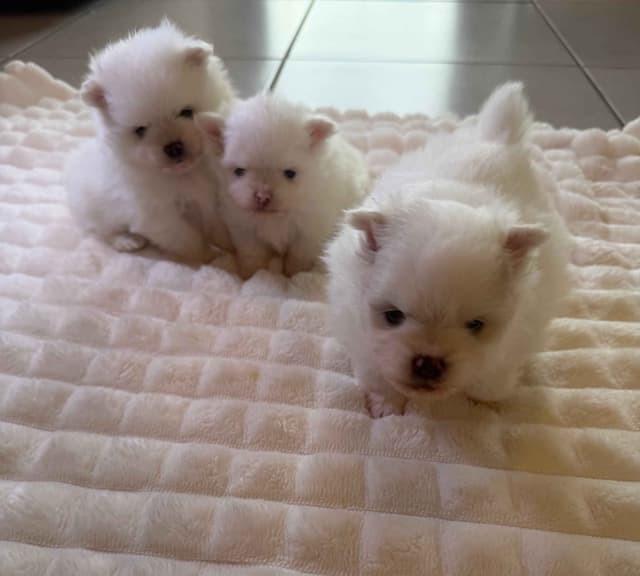 Pomeranian Puppies media 2